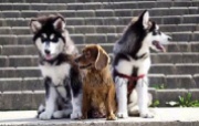 dogs_growing_up_04