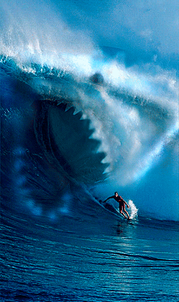 chuck cool-gif-sea-surf-shark-wave