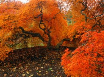 autumn-japanese-maple_2832_600x450